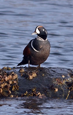harlequin-duck